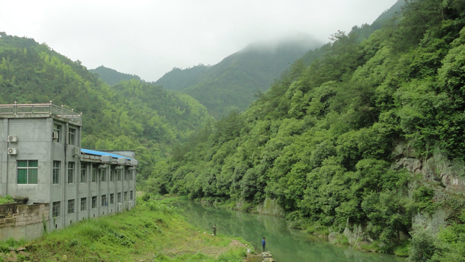 仙都黄贡茶园基地