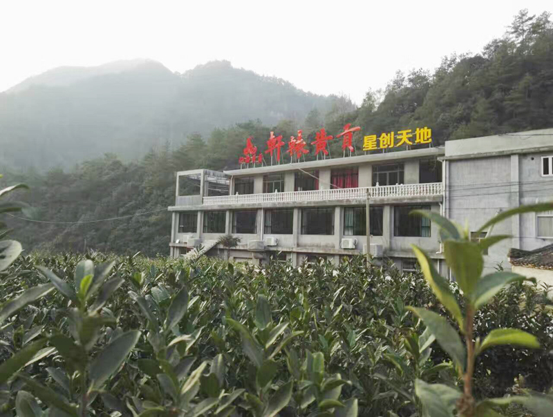 仙都黄贡茶园基地