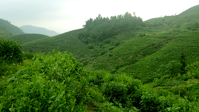 仙都黄贡茶园基地