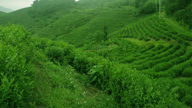 仙都黄贡茶园基地