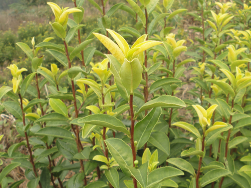 仙都黄贡茶园基地