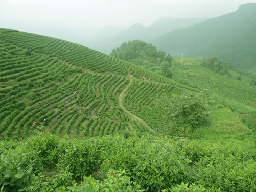 仙都黄贡茶园基地